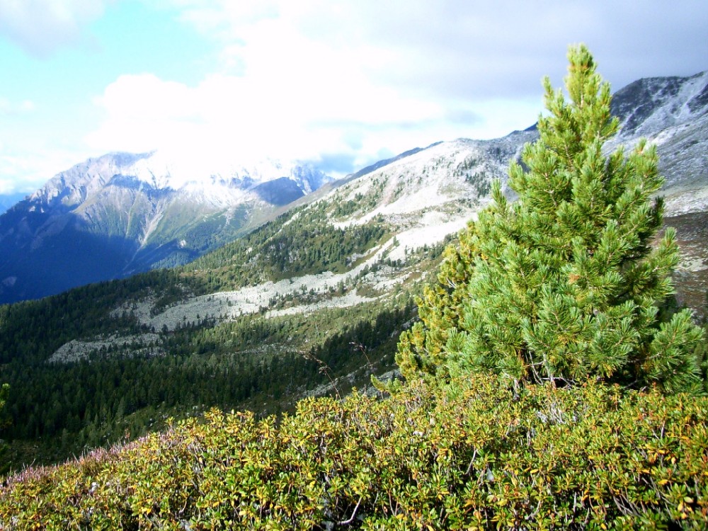 Blick ins Pfitschertal